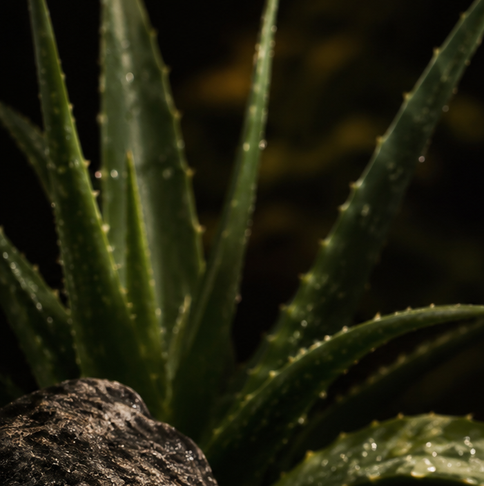 Gel hydratant sébo-régulateur à l'aloe vera et au zinc PCA