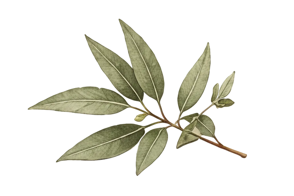 Eucalyptus