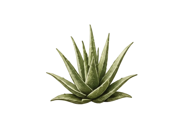 Aloès